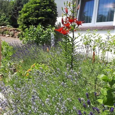 Lawendowy Zakatek - Agroturystyka Lewin Klodzki Exteriér fotografie